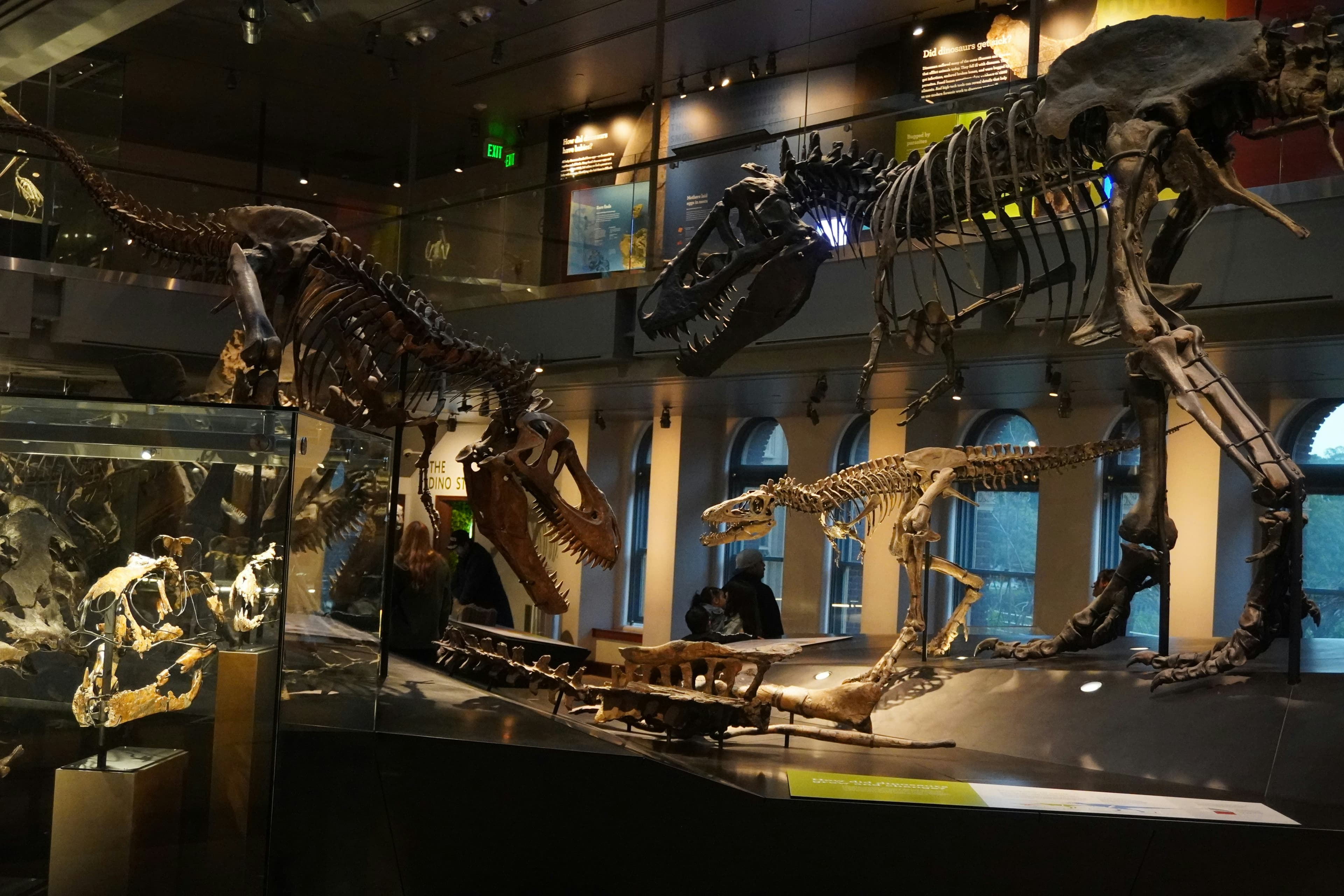 Natural History Museum: Dinosaurs, First Fridays & Complete Guide